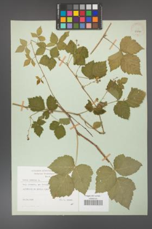 Rubus caesius [KOR 29840]