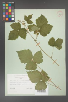 Rubus caesius [KOR 29848]