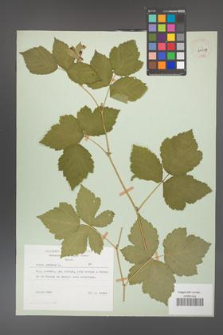 Rubus caesius [KOR 29849]