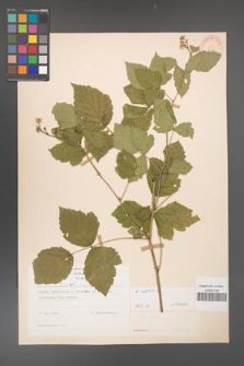 Rubus caesius [KOR 31109]