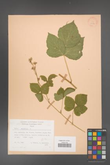 Rubus caesius [KOR 25677]