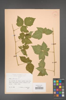 Rubus caesius [KOR 29813]