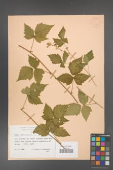 Rubus caesius [KOR 25695]