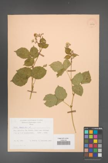 Rubus caesius [KOR 29817]