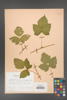 Rubus caesius [KOR 29820a]