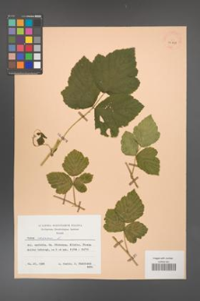 Rubus caesius [KOR 29819]