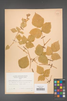 Rubus caesius [KOR 29788]