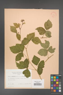 Rubus caesius [KOR 22820]