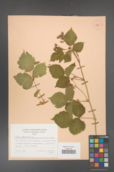 Rubus caesius [KOR 29818]