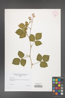 Rubus caesius [KOR 46213]