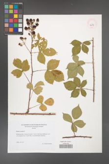 Rubus caesius [KOR 46212]