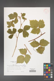 Rubus caesius [KOR 39753]