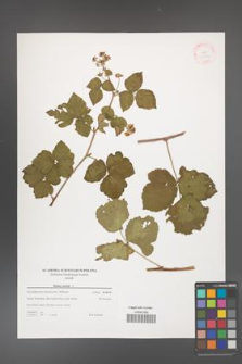 Rubus caesius [KOR 38853]