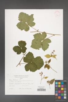 Rubus caesius [KOR 29466]
