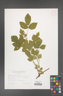 Rubus caesius [KOR 30522]