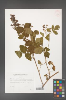 Rubus caesius [KOR 29864]