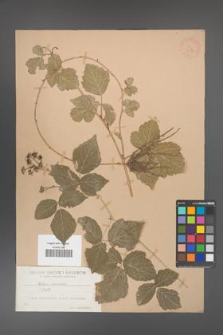 Rubus caesius [KOR 36374]