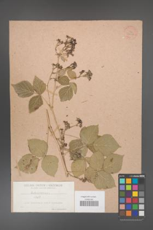 Rubus caesius [KOR 36373]