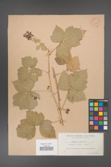 Rubus caesius [KOR 36372]