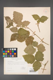 Rubus caesius [KOR 18503]