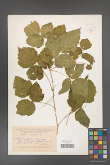 Rubus caesius [KOR 18498]