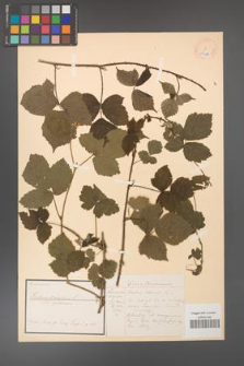 Rubus caesius [KOR 18491]