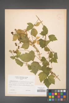 Rubus caesius [KOR 18504]
