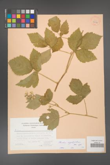 Rubus corylifolius [KOR 27077]
