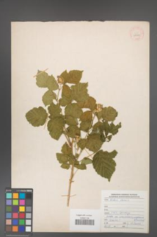 Rubus caesius [KOR 29907]