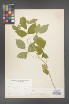 Rubus caesius [KOR 18502]