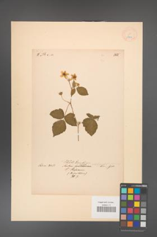 Rubus caesius [KOR 18494]