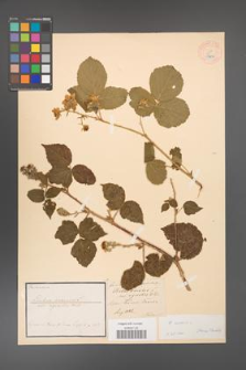 Rubus caesius [KOR 18492]