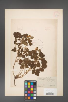 Rubus caesius [KOR 18488]