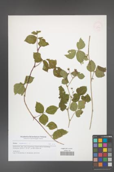 Rubus caesius [KOR 51572]