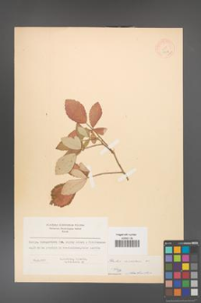 Rubus canescens [KOR 18518]