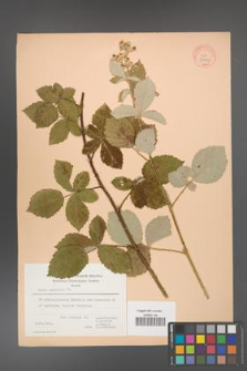Rubus canescens [KOR 27043]