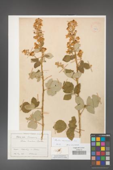 Rubus canescens [KOR 18637]