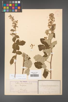 Rubus canescens [KOR 18640]