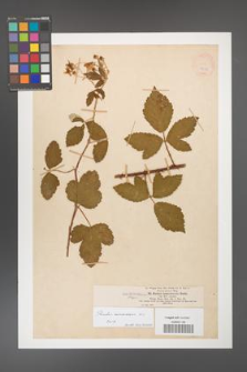 Rubus canescens [KOR 18638]