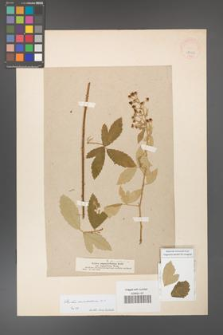 Rubus canescens [KOR 18642]