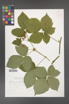 Rubus camptostachys [KOR 32252]