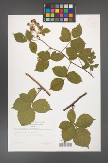 Rubus camptostachys [KOR 32440]