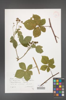 Rubus camptostachys [KOR 38286]