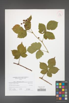 Rubus camptostachys [KOR 41664]