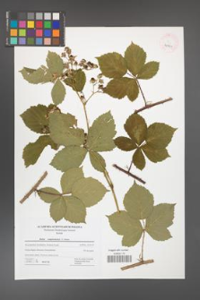 Rubus camptostachys [KOR 42791]
