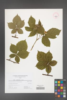Rubus camptostachys [KOR 44667]