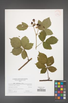 Rubus camptostachys [KOR 43292]