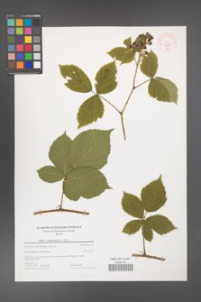 Rubus camptostachys [KOR 44341]