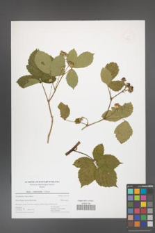 Rubus camptostachys [KOR 49934]