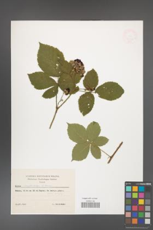Rubus camptostachys [KOR 47395]